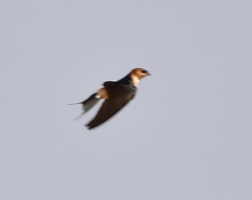 European Red-rumped Swallow