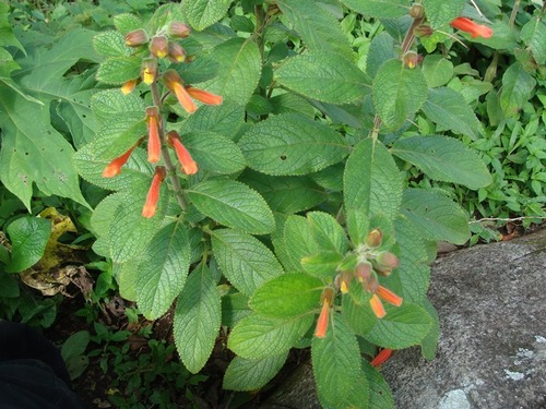 Sinningia incarnata