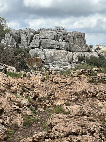Avistamiento Cabra montés de Sierra María