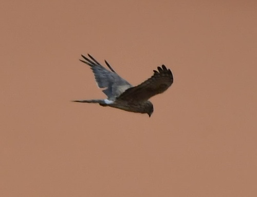 Montagu's Harrier