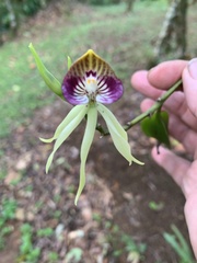 Image of Prosthechea cochleata