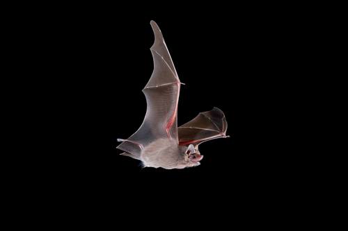 Lesser Dog-like Bat