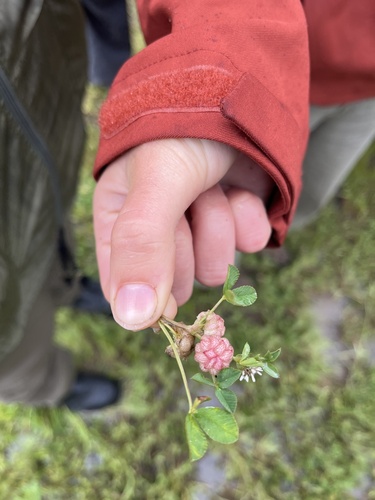 iNaturalist observation photo of woolly clover