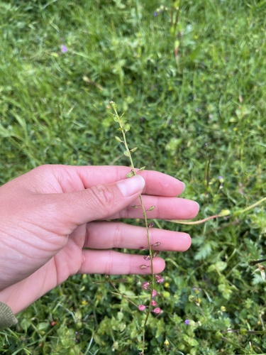 iNaturalist observation photo of Pepperweeds