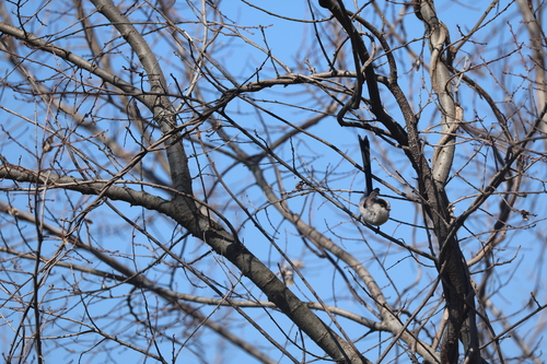 Long-tailed Tit