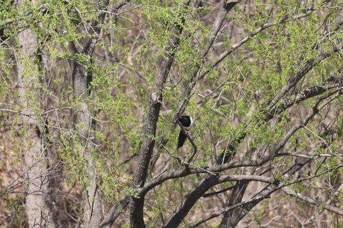 Oriental Magpie