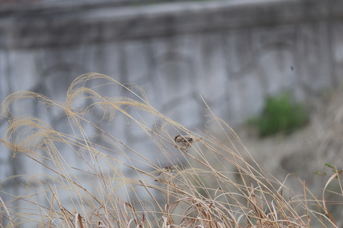 Eurasian Tree Sparrow