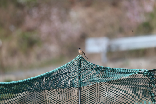 Meadow Bunting