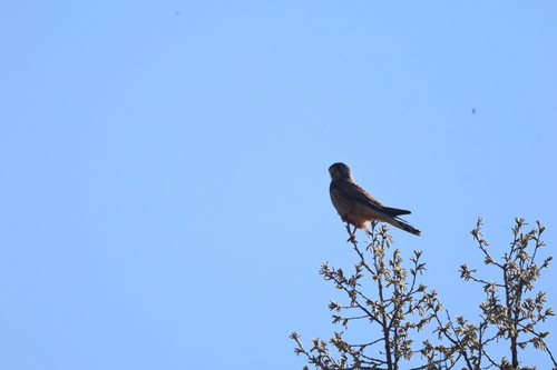 Eurasian Kestrel