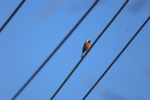 Daurian Redstart
