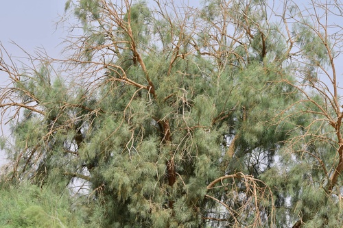 Tamarix aucheriana