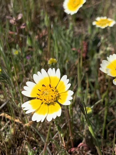iNaturalist observation photo of Frémont's tidytips