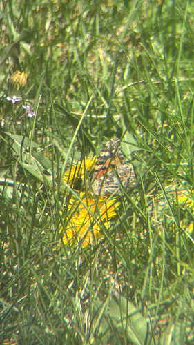 Painted Lady