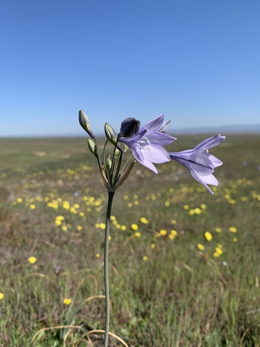 iNaturalist observation photo of Ithuriel's Spear