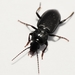 Blackclock Ground Beetles - Photo (c) Geoff Pekor, all rights reserved, uploaded by Geoff Pekor
