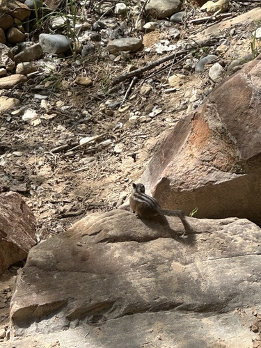 Uinta Chipmunk observed by shannopossum