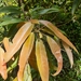 Elaeocarpus kirtonii - Photo (c) Luis Webber, todos los derechos reservados, uploaded by Luis Webber