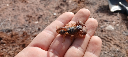 Opistophthalmus harpei