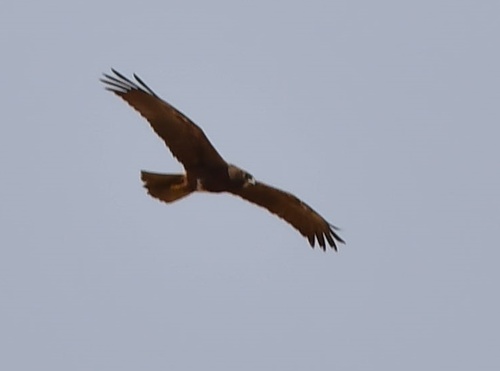 Western Marsh Harrier