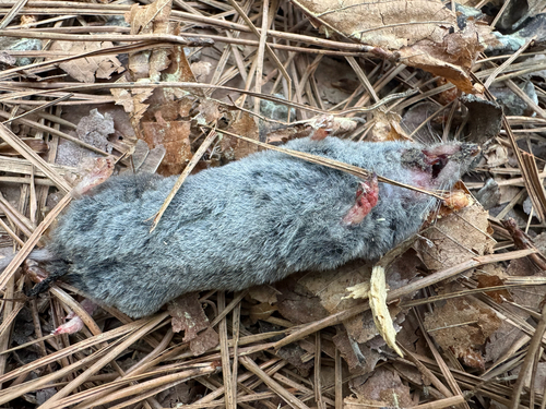Southern Short-tailed Shrew observed by jtuttle