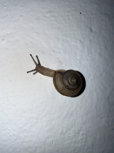 Bradybaena similaris