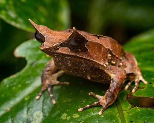 Long-nosed Horned Frog