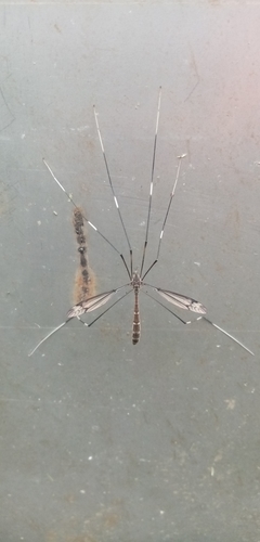 Tipulodina taiwanica