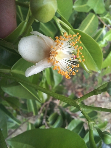 Casearia thamnia