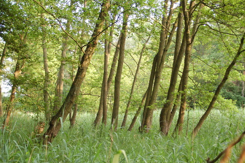 common alder