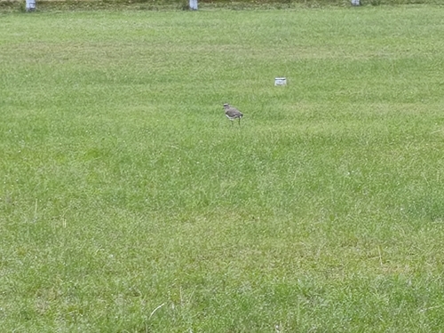 Southern Lapwing