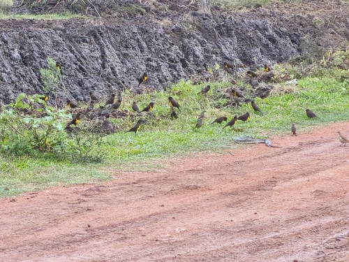 Brown-and-yellow Marshbird