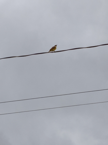 Great Kiskadee