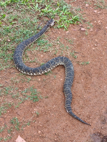 Urutu Lancehead