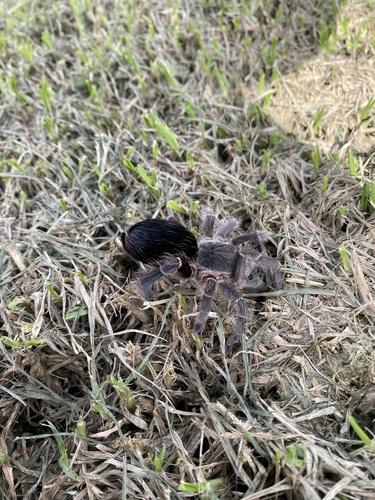 White Collared Tarantula