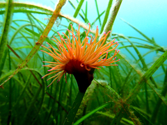 Snakelocks Anemone
