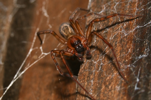 Lace-Weaver Spider