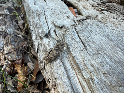 Saussure's grasshopper