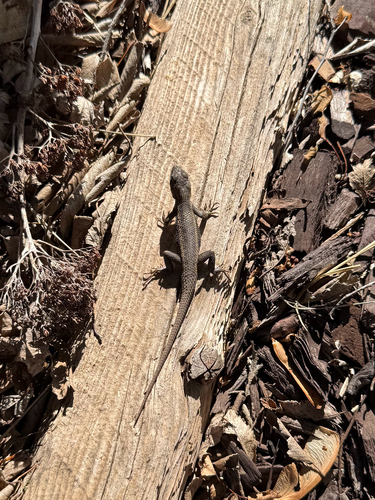 Prairie Lizard