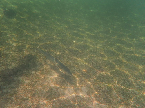 Sphyraena barracuda