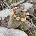Mammillaria dioica dioica - Photo (c) dgrimmphd, all rights reserved, uploaded by dgrimmphd