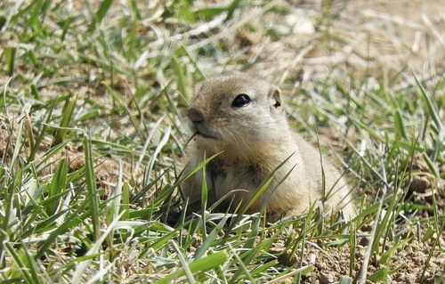Wyoming Ground Squirrel observed by sue_plankis