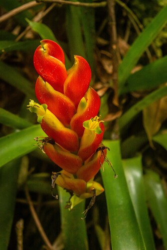 Vriesea heterostachys