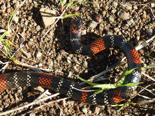 Uruguayan Coralsnake