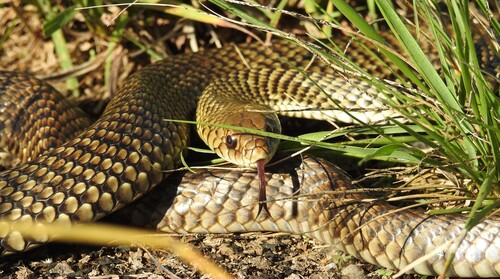 Patagonian Racer