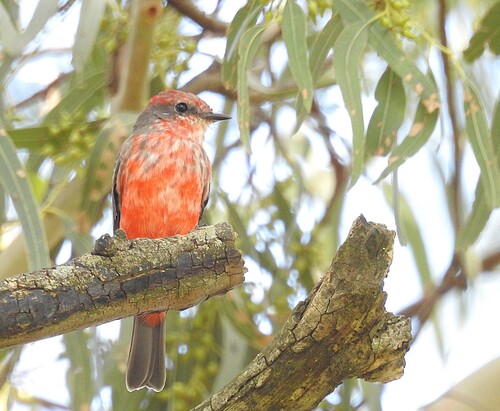 Vermilion Flycatcher