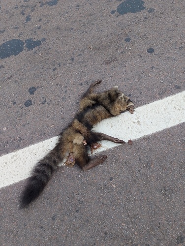Crab-eating Raccoon