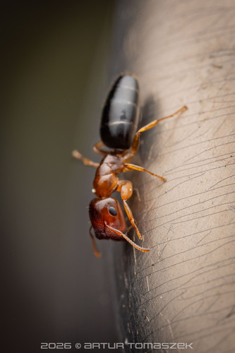 Colobopsis shohkiColobopsis shohki