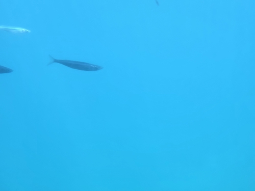 Atherinops affinis