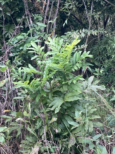 Cupania vernalis