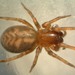 Arañas Cribeladas de Tres Garras - Photo (c) cheins1, todos los derechos reservados, uploaded by cheins1